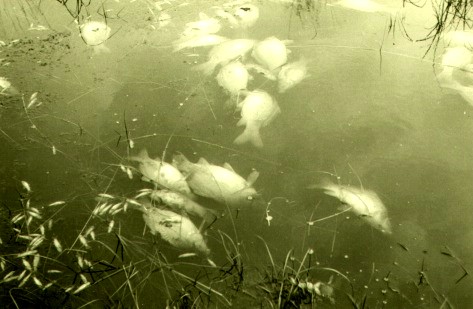 tote Fische in eutrophiertem Gewässer